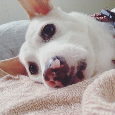 ただ歩くのはもったいない 犬の散歩がてらのスロージョギングで10kg以上痩せた話 効果 やり方は 眠りにつくころ