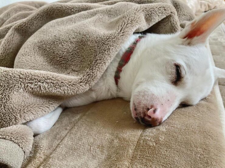 山善の洗えるどこでもホットカーペットの上で気持ち良く寝る犬