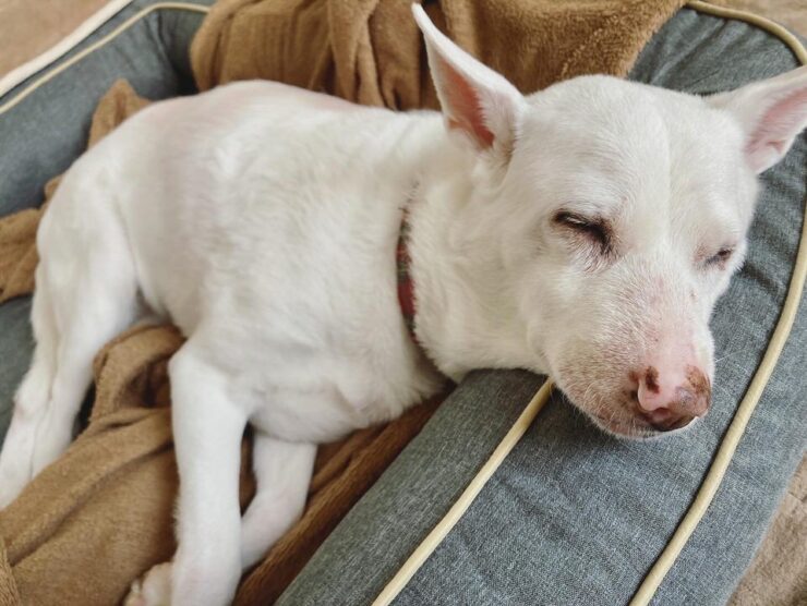 EMMEの犬用ベッドの枕にあご乗せして寝る犬