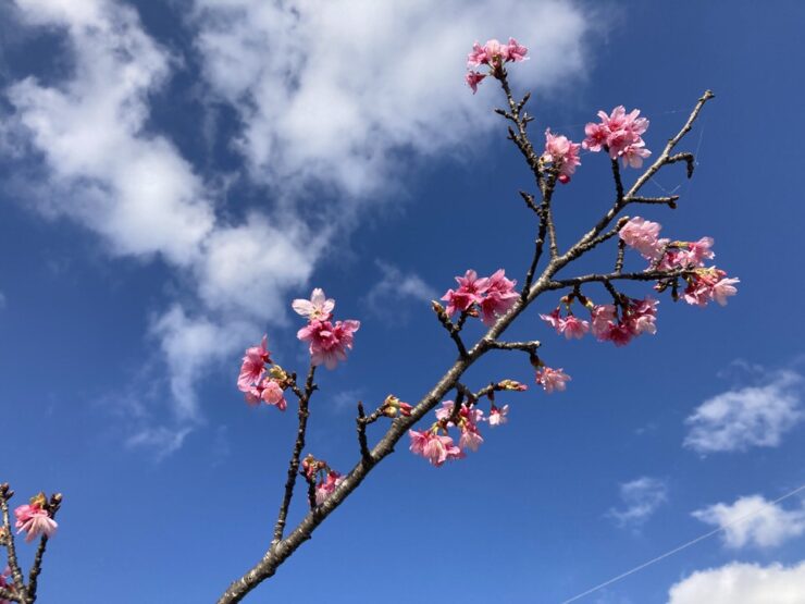 沖縄の寒緋桜の枝
