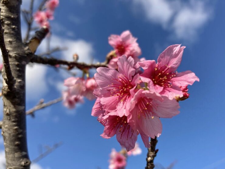 沖縄の寒緋桜の花びら